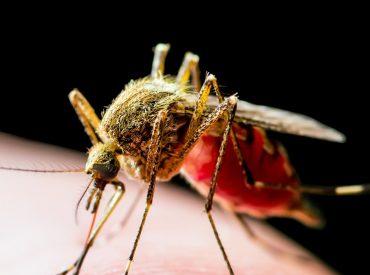 Health officials alarmed by unprecedented July spike in West Nile-infected mosquitoes in 2 major cities