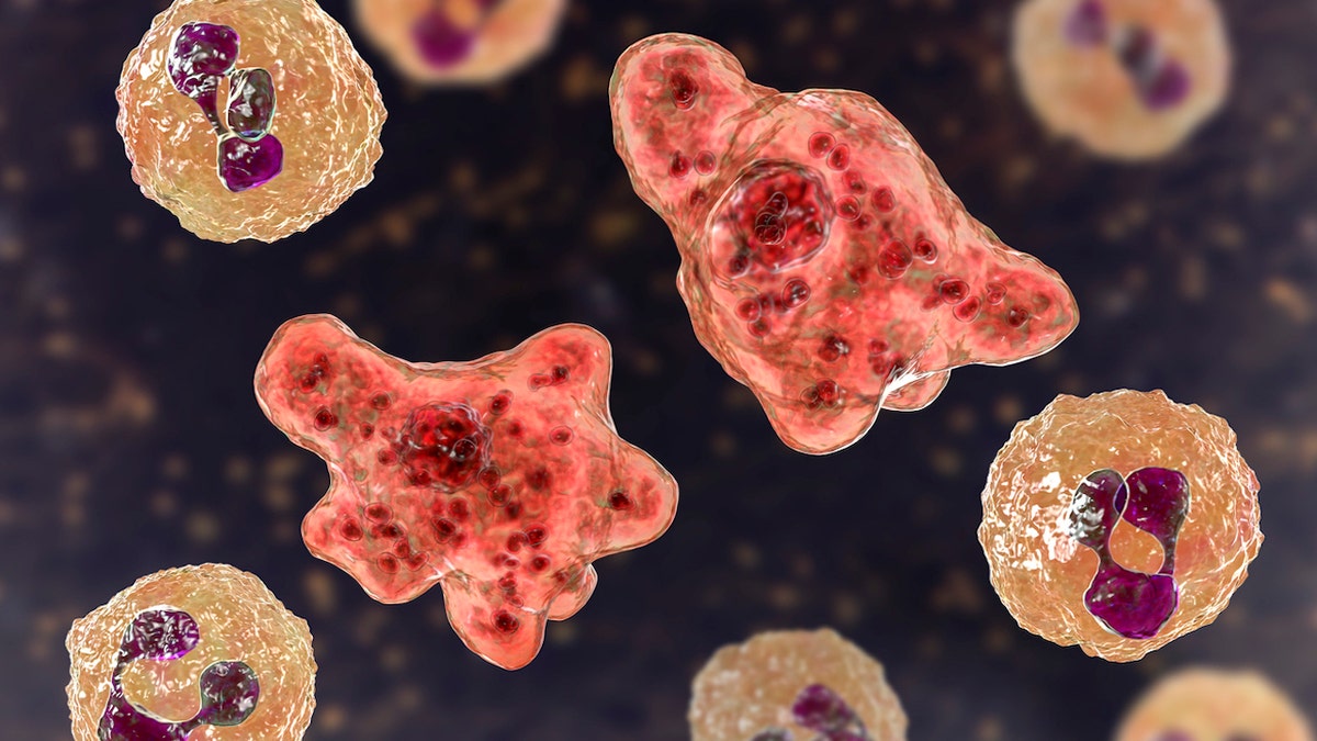 Brain-eating amoeba illustration seen up close under microscope