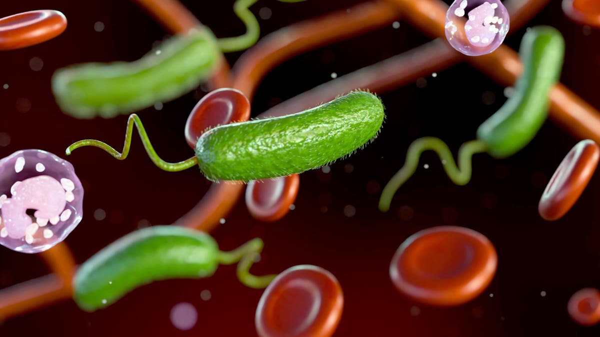 Vibrio vulnificus bacteria