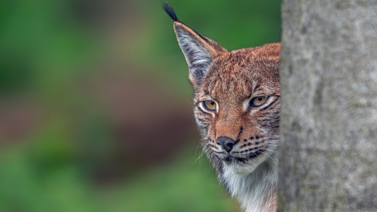 Close-up of concealed Eurasian lynx (Lynx lynx) looking for prey from behind tree trunk in forest.