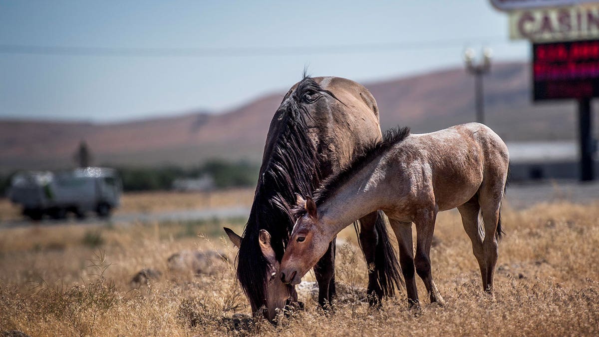 horses grazing