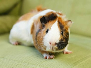 Zoo's request for donations of pets to be fed to predatory animals draws PETA blowback