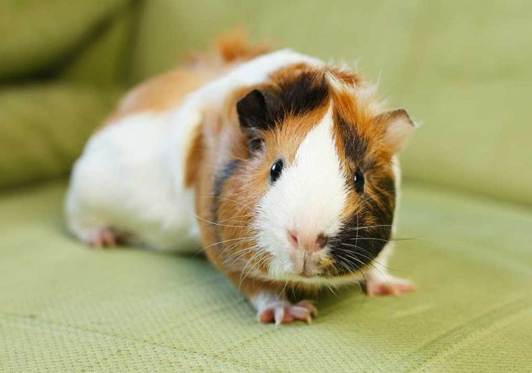 Zoo's request for donations of pets to be fed to predatory animals draws PETA blowback