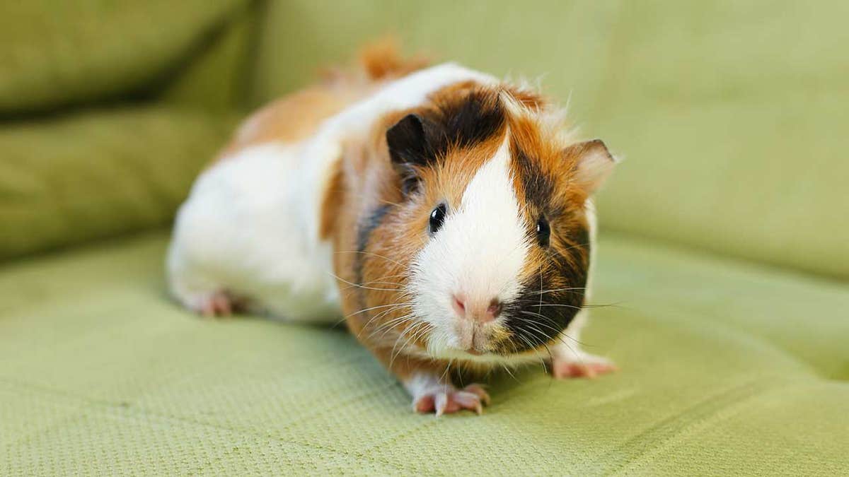 guinea pig