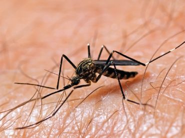 Potentially severe mosquito-borne virus surges in US above normal levels