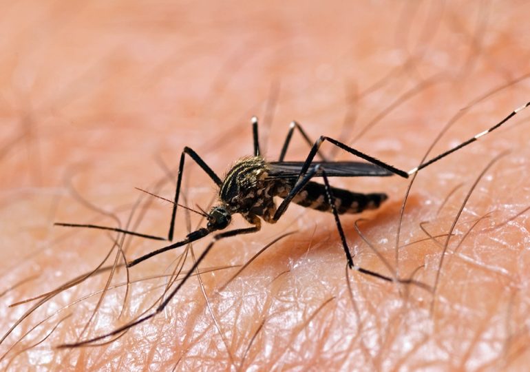 Potentially severe mosquito-borne virus surges in US above normal levels