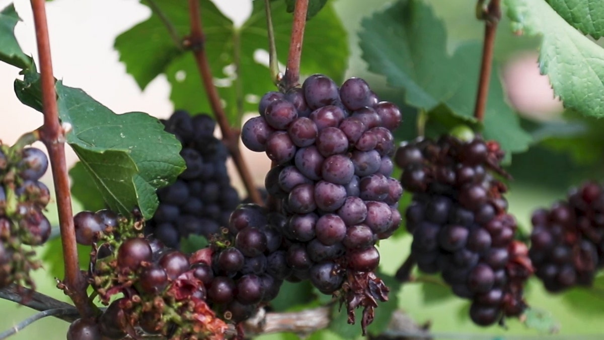 &nbsp;"Instead of drinking grape juice or eating raisins, the original, unprocessed grape is where you’ll get the most nutrition."