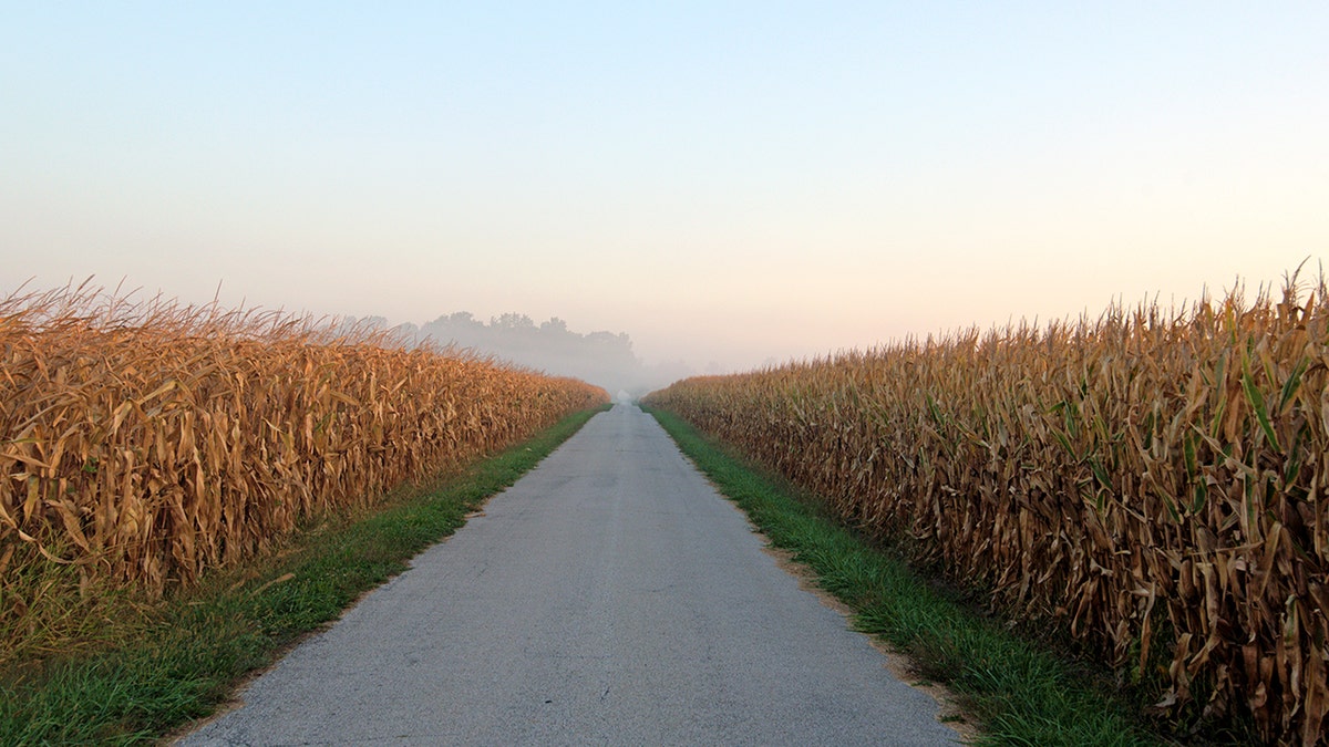 Country Road on a foggy morning, corn stalks on either side