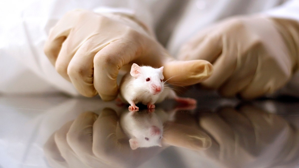 white mouse held by gloved hand