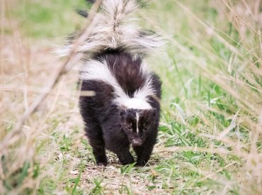 Michigan man dies of rabies after receiving kidney from infected donor who saved kitten from skunk: CDC