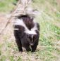 Michigan man dies of rabies after receiving kidney from infected donor who saved kitten from skunk: CDC