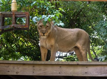Teen with dreams of lion taming mauled to death after climbing into enclosure at zoo