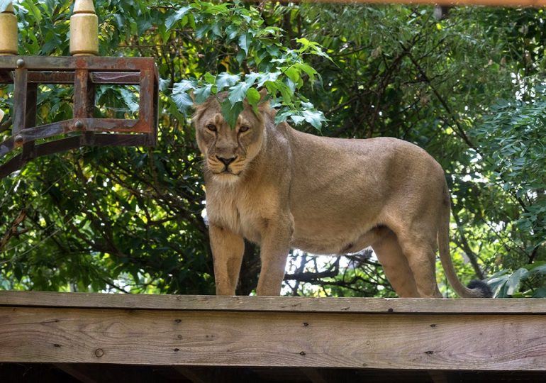 Teen with dreams of lion taming mauled to death after climbing into enclosure at zoo