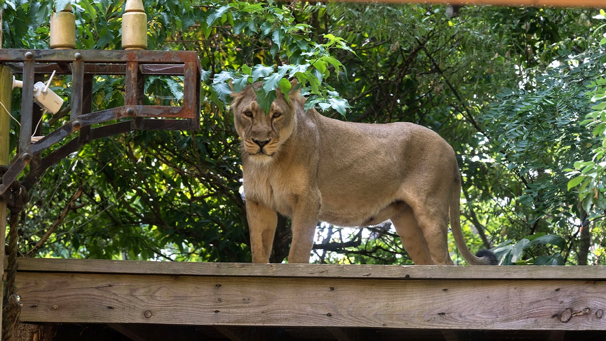 zoo staring at camera while on top of platform