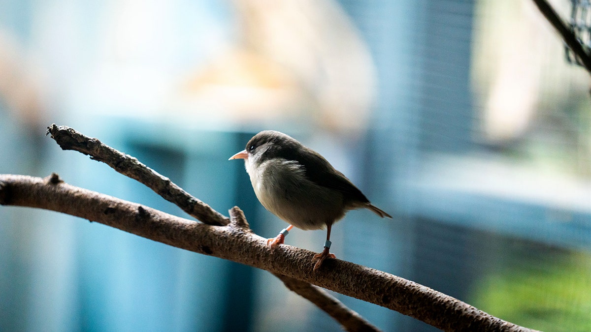 The Akikiki, the endemic Kauai creeper