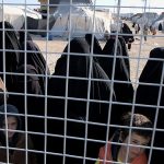 US thwarted near-catastrophic prison break of 6,000 ISIS fighters in Syria