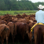 As cattle herds shrink and beef prices rise, investors back AI cow collars