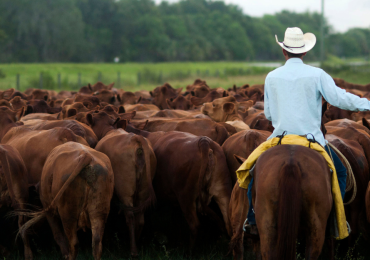 As cattle herds shrink and beef prices rise, investors back AI cow collars