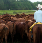 As cattle herds shrink and beef prices rise, investors back AI cow collars