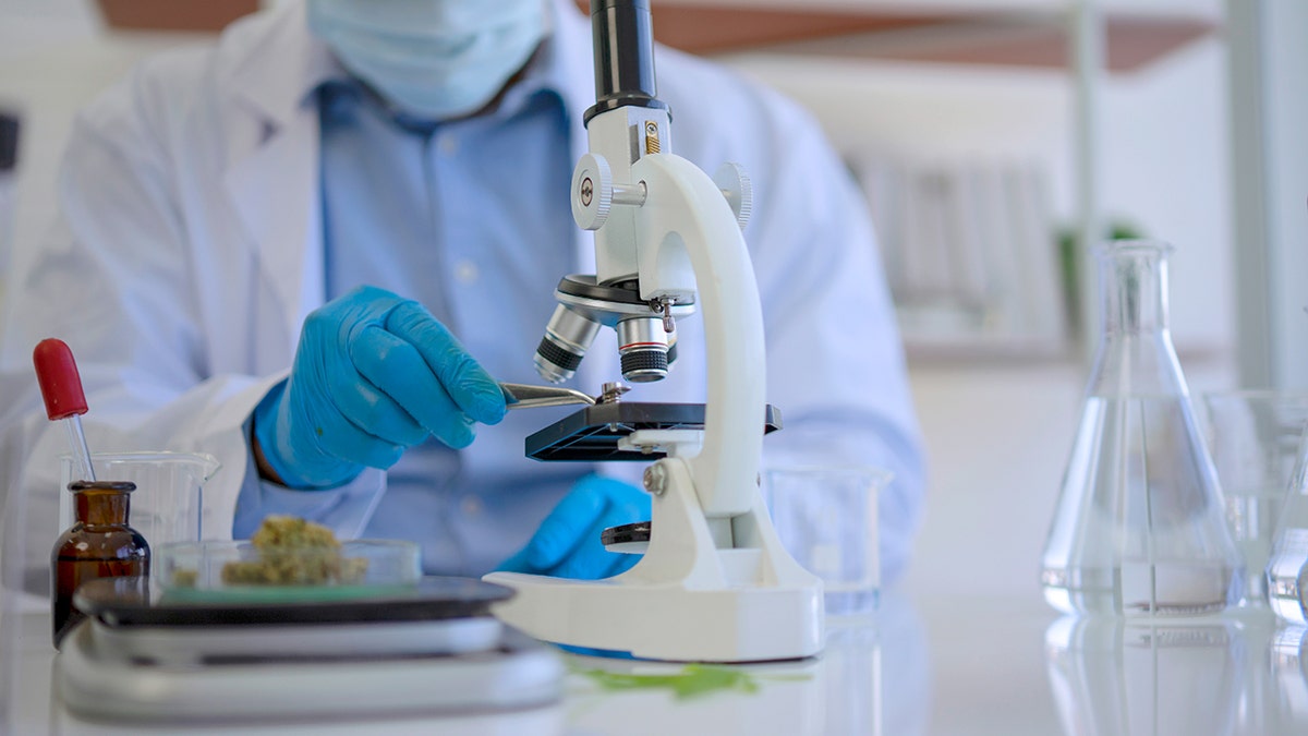 scientist is working with cannabis at laboratory.