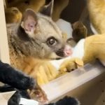 Live possum discovered hiding among plush toys in an Australian airport gift shop