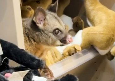 Live possum discovered hiding among plush toys in an Australian airport gift shop