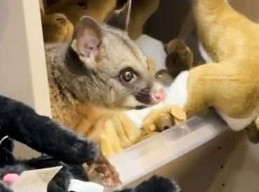 Live possum discovered hiding among plush toys in an Australian airport gift shop