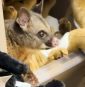 Live possum discovered hiding among plush toys in an Australian airport gift shop