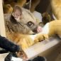 Live possum discovered hiding among plush toys in an Australian airport gift shop