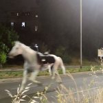 Fireworks reportedly trigger mass horse stampede through Rome streets, injuring several soldiers