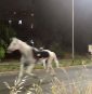 Fireworks reportedly trigger mass horse stampede through Rome streets, injuring several soldiers