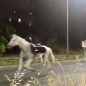 Fireworks reportedly trigger mass horse stampede through Rome streets, injuring several soldiers
