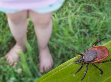 Rare tick-borne virus turns deadly fast as US cases reach record high, experts warn