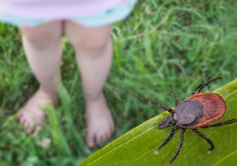 Rare tick-borne virus turns deadly fast as US cases reach record high, experts warn