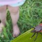 Rare tick-borne virus turns deadly fast as US cases reach record high, experts warn