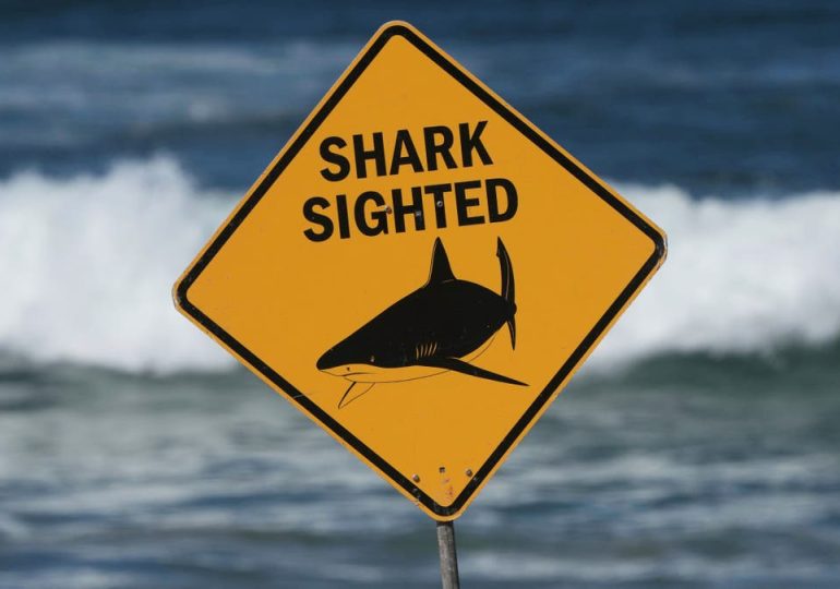 Spearfisherman killed by suspected 15-foot shark after third fatal attack in less than a month