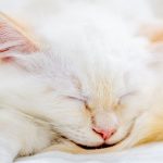 A missing kitten rode under a car hood. AI brought her home