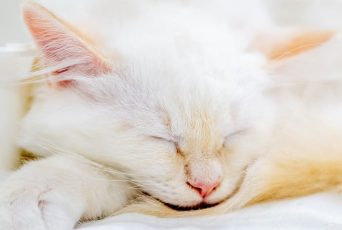 A missing kitten rode under a car hood. AI brought her home