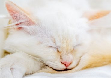A missing kitten rode under a car hood. AI brought her home