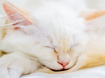 A missing kitten rode under a car hood. AI brought her home