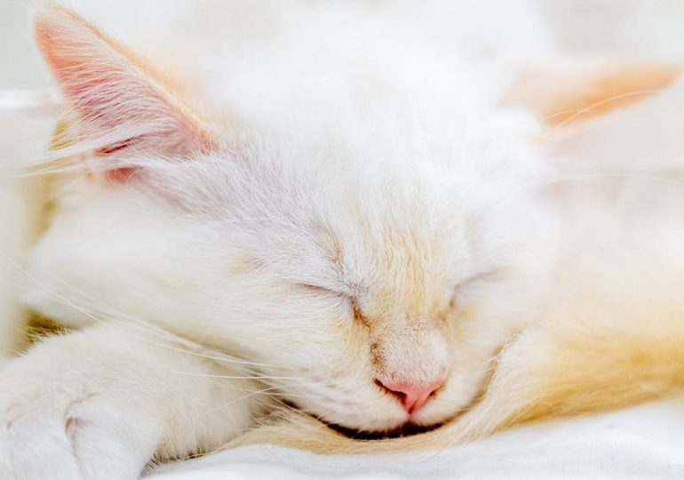 A missing kitten rode under a car hood. AI brought her home