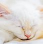 A missing kitten rode under a car hood. AI brought her home