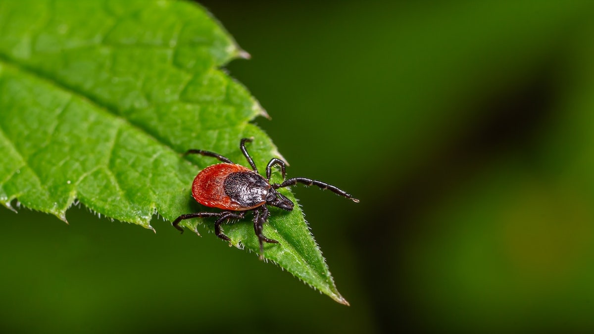 Tick on leaf