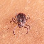 Scientists discover new tick-borne virus after testing thousands of patients with mysterious illnesses