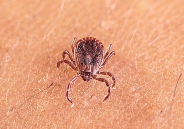 Scientists discover new tick-borne virus after testing thousands of patients with mysterious illnesses