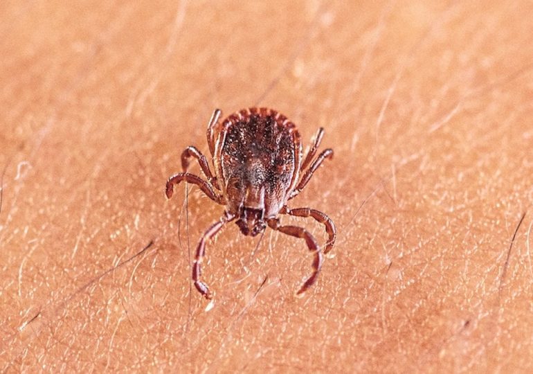 Scientists discover new tick-borne virus after testing thousands of patients with mysterious illnesses