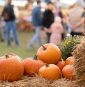 E. coli outbreak lands 3 in hospital, health officials investigate link to pumpkin patch
